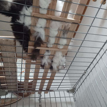 ブレーカー交換で、猫が暑かったみたいです。