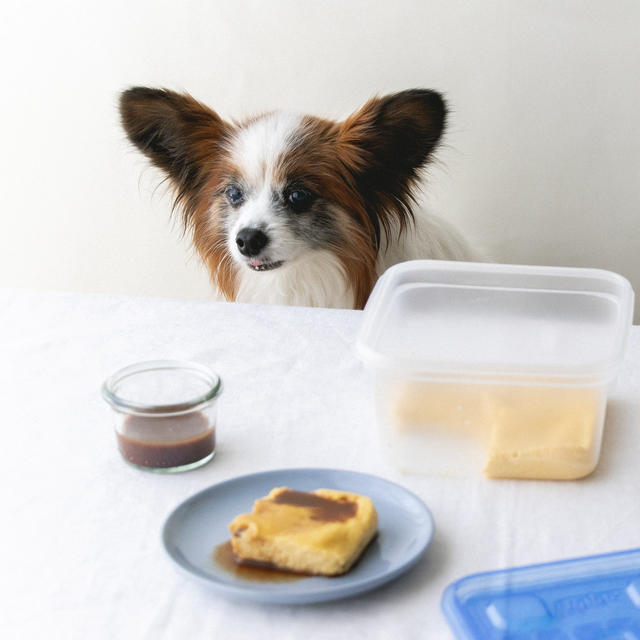 ジップロックコンテナで犬のプリンをつくるよ〜！