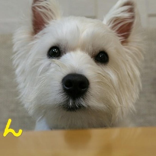 かとちゃんぺっ！