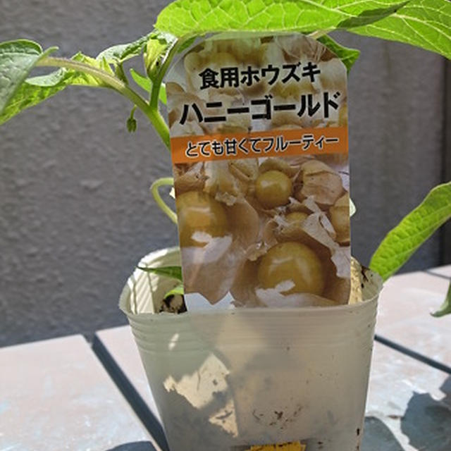 食用ほおずき ホウズキ 栽培 植え付け 収穫 By 根岸農園さん レシピブログ 料理ブログのレシピ満載