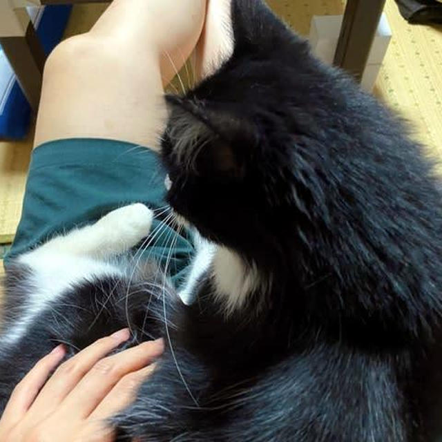 撮れたてNow！　ピコたん、季節を間違ってませんか！？