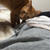 猫と暮らすメリット・デメリット