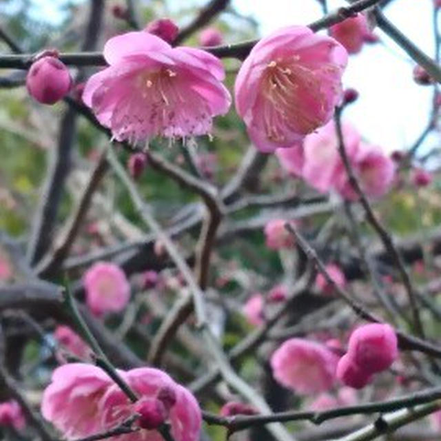 梅が咲く