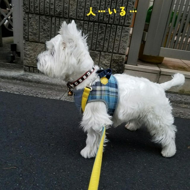 あさんぽ