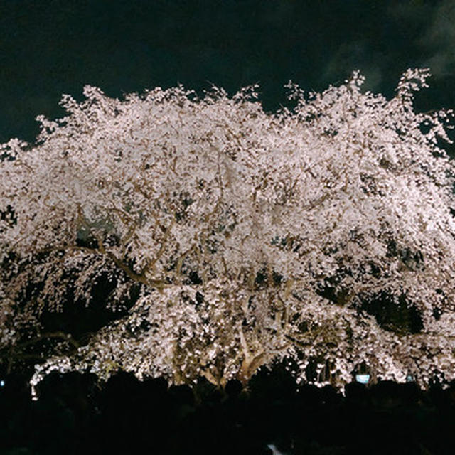 六義園の桜、そして目黒川の桜。