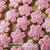 桜桜・アイシングクッキー