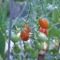 家庭菜園　今年のヒット野菜はグレープトマト