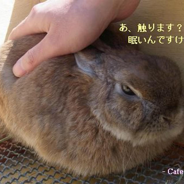 アウトレットのうさぎちゃん♪