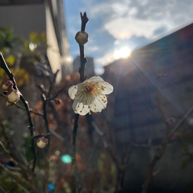 切り落とし刺身で海鮮巻き ！