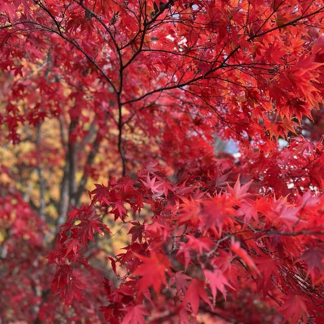 那須塩原「紅の吊橋」