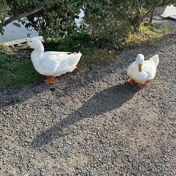 最初にしたアルバイト