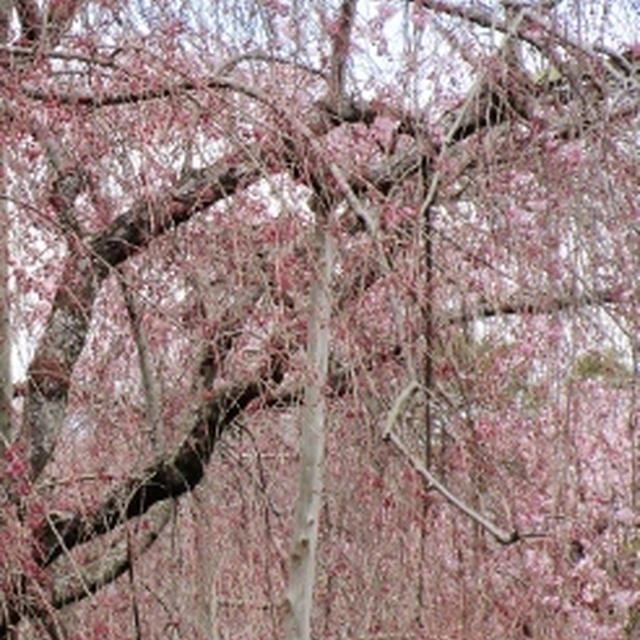 桜パウンド～🌸