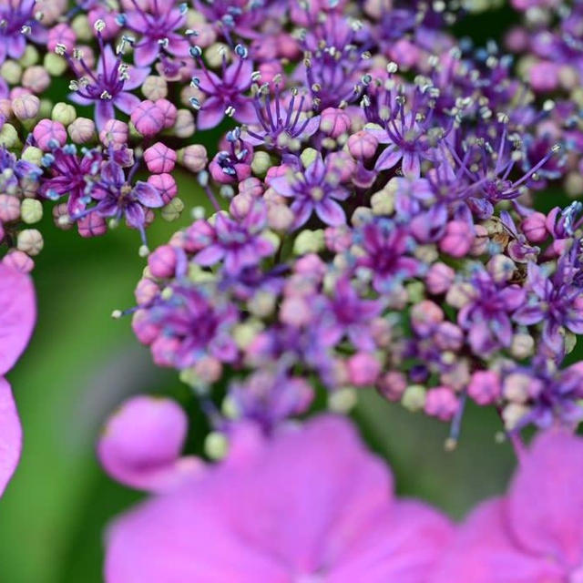 瓢湖の紫陽花20230635①