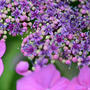 瓢湖の紫陽花20230635①