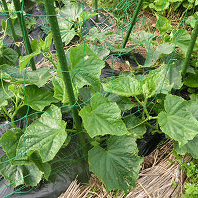 夏野菜の成長が早い！