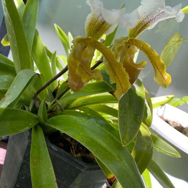 開花するまでわからなくて〜遺品の花
