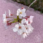 京都「哲学の道」琵琶湖疏水　桜の絨毯♪