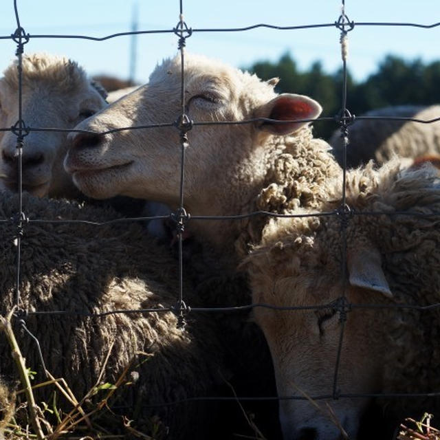 ■ウォーキング【服部牧場の動物達　特に仲良し羊さんの笑顔に癒されされました♪】