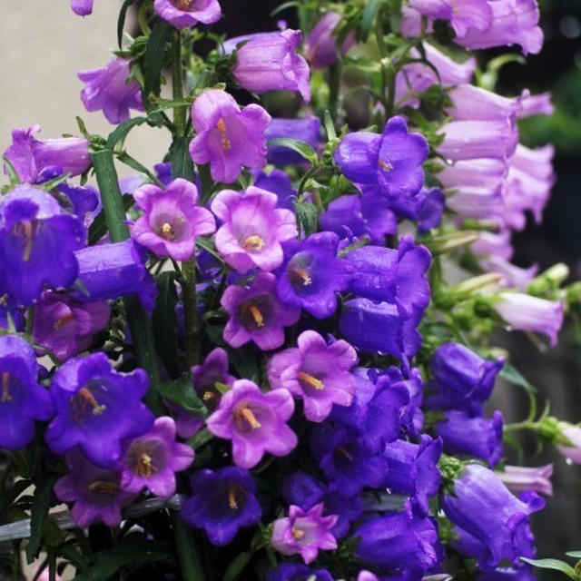 ■プランター園芸他【主に玄関先のプランター栽培の花達】です♪