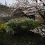 桜の京都・観光案内（8）哲学の道
