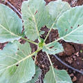 虫が好むお野菜