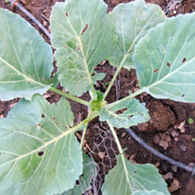 虫が好むお野菜