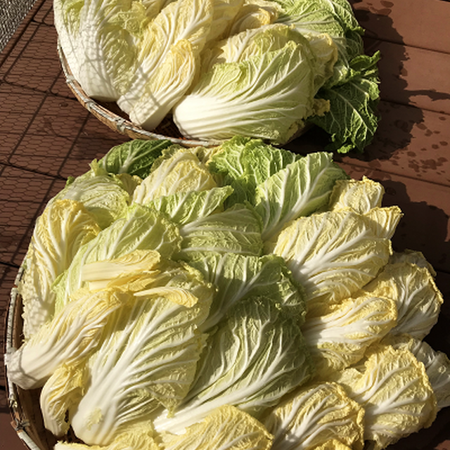 干した白菜を漬けて♪