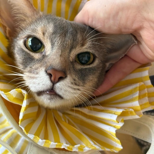 ぼくちんを抱っこして、念入りにお手入れしてたら午前が終わった