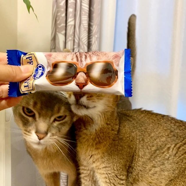 遊べるカリカリ♪