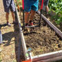 ファームボランティアでの学び　②　被覆作物用途の紫さつま芋収穫と土の耕作