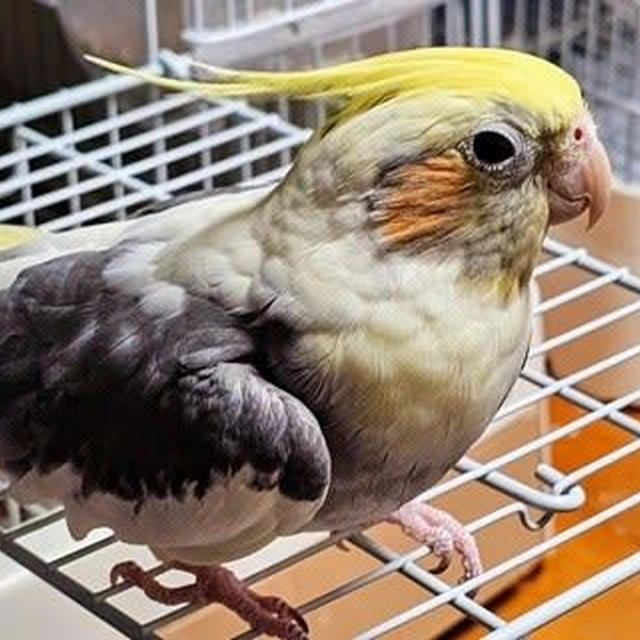 gooからアメブロに変わります