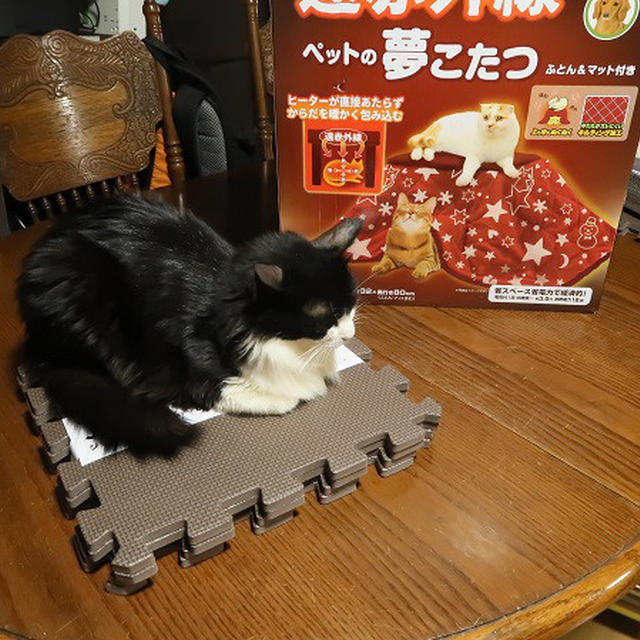 ちょっと早いクリスマスプレゼント『猫のこたつ　夢こたつ』