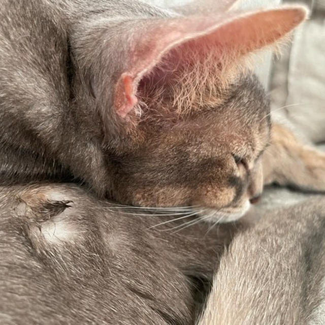 省エネなぼくちん