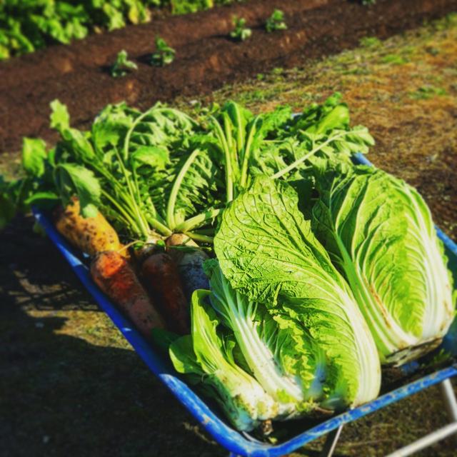 葉物野菜の冷凍保存 By Tomomiさん レシピブログ 料理ブログのレシピ満載