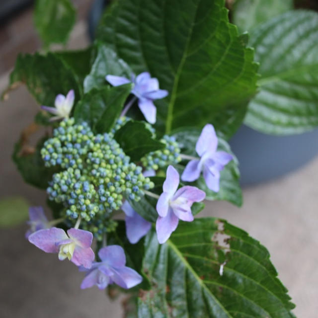 戻った！紫陽花5月の成長 2024