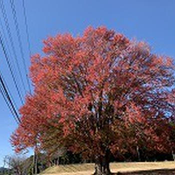 市内の紅葉と四季桜