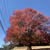 市内の紅葉と四季桜