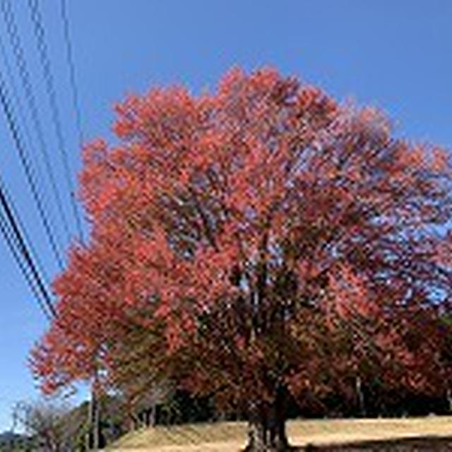市内の紅葉と四季桜