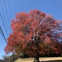 市内の紅葉と四季桜