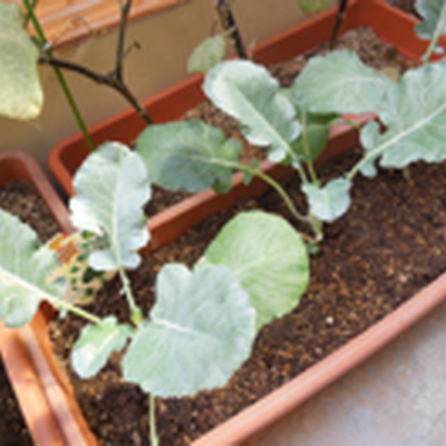 植え付け後は順調