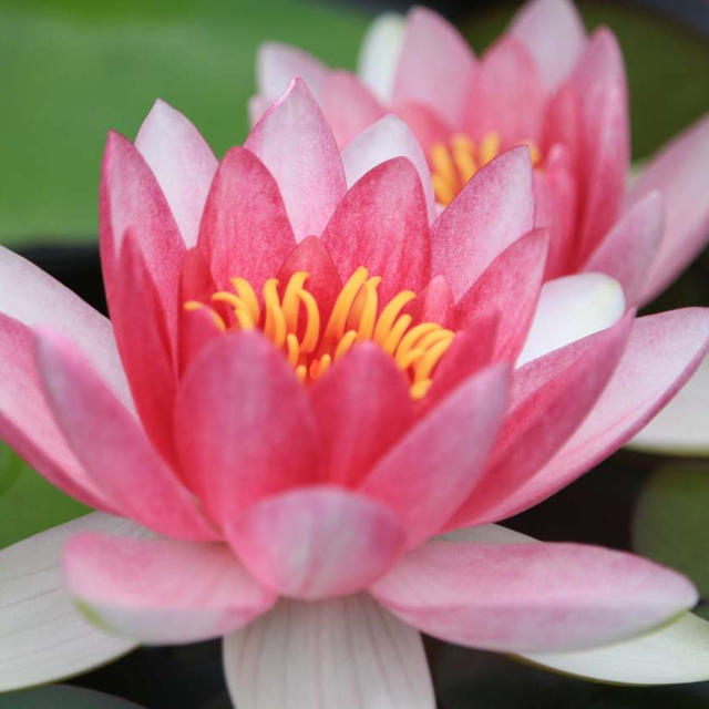 草津市立 水生植物公園みずの森に行きました