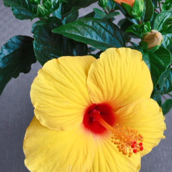 黄色のハイビスカスはハワイの州花です。