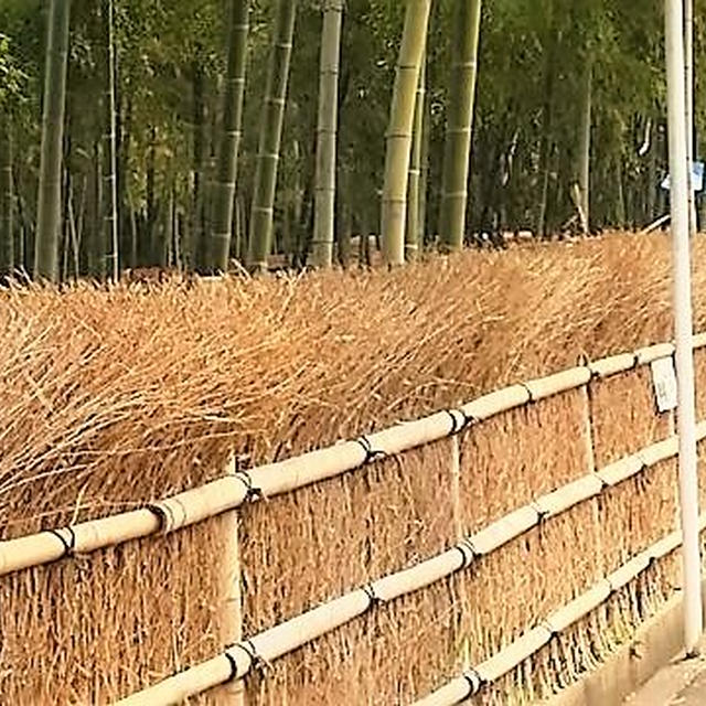 京都洛西「竹林公園」へ行って来ました♪　　筍を買いに行ったついでに