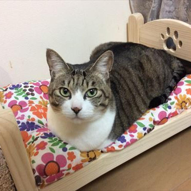 猫のベッド～タイツ君、お気に召したようでなにより♡