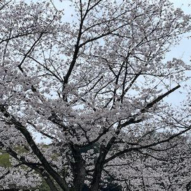 桜咲く日本へ出会いの旅＿①