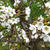 Fiori di ciliegio ✿トリノの枝垂桜