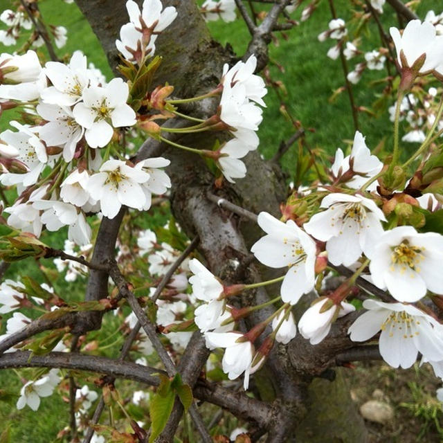Fiori di ciliegio ✿トリノの枝垂桜