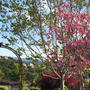 Hanami Potluck