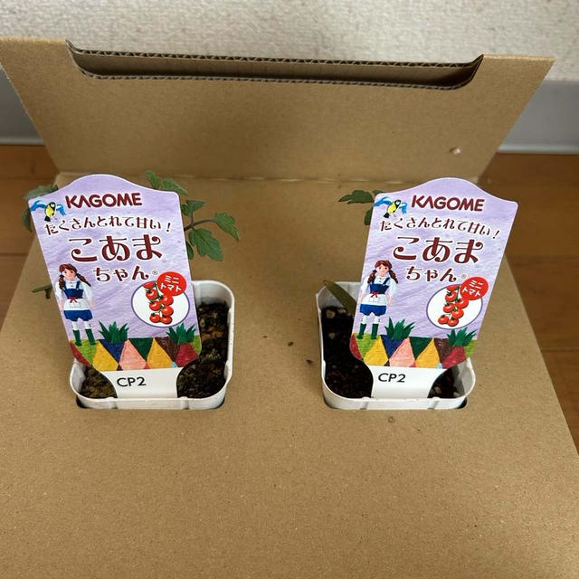 こあまちゃん　当選しましたー　10