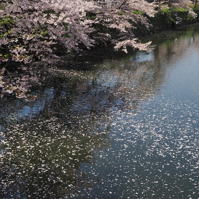 彦根城、海津大崎、長浜・曳山祭り（4）